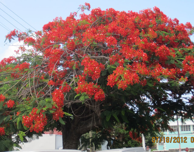 SKNVibes | The Changing Colour Of The Red Flamboyant